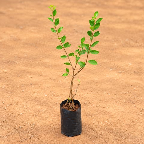 Mehndi / Henna Plant in 3 Inch Nursery Bag