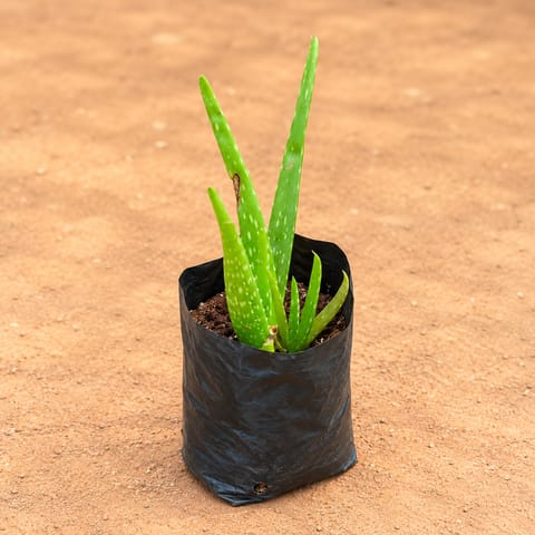 Aloe Vera in 4 Inch Nursery Bag