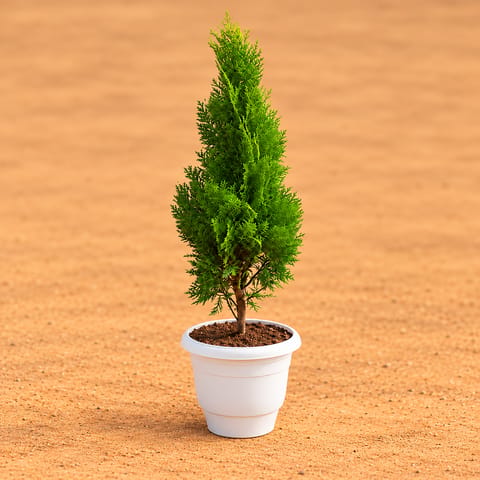 Vidya Morpankhi (~ 1.5 Ft) in 10 Inch White Classy Plastic Pot