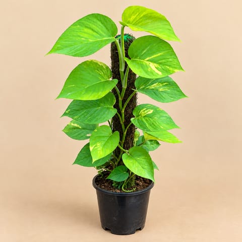 Money Plant Golden with 3 ft Moss Stick in 10 Inch Plastic Pot