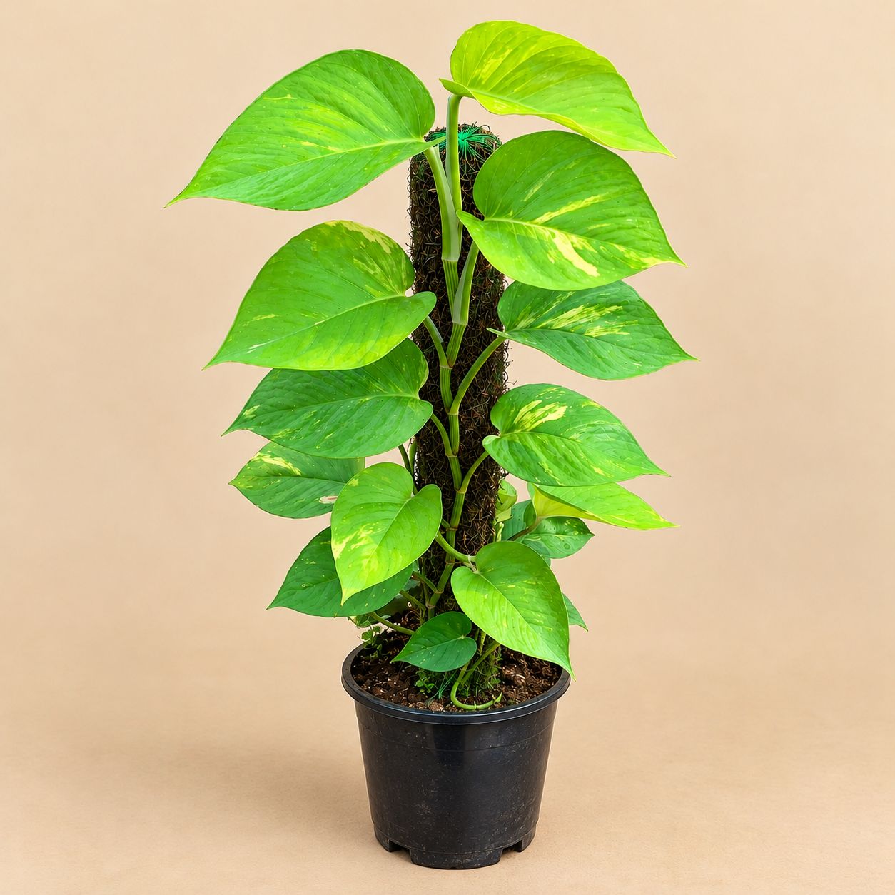 Money Plant Golden with 3 ft Moss Stick in 10 Inch Plastic Pot