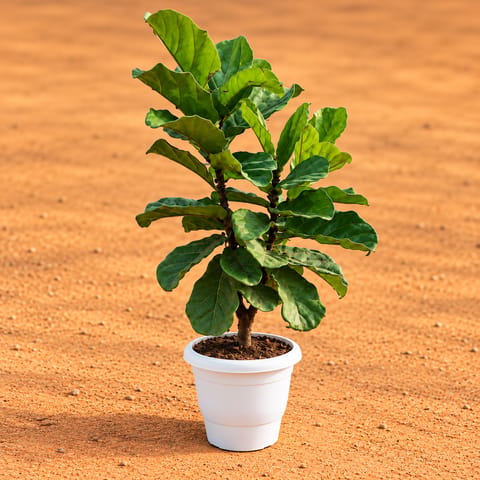 Fiddle Leaf Fig / Ficus Lyrata (~ 2 Ft) in 10 Inch White Classy Plastic Pot