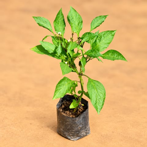 Mirchi / Chilli Plant in 4 Inch Nursery Bag