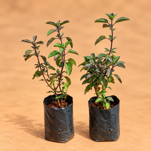 Set of 2 - Shyama Tulsi in 4 Inch Nursery Bag
