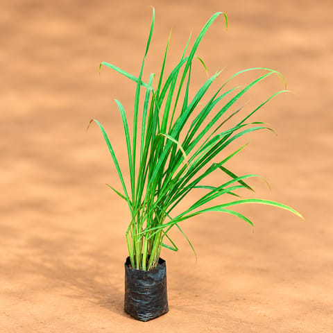 Lemon Grass in 5 Inch Nursery Bag