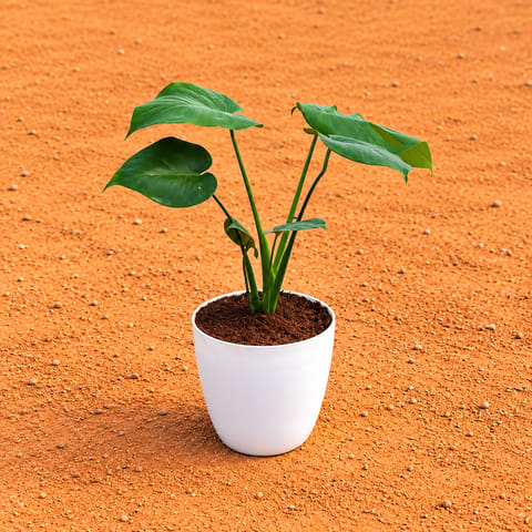 Monstera Deliciosa in 6 Inch White Premium Orchid Round Plastic Pot