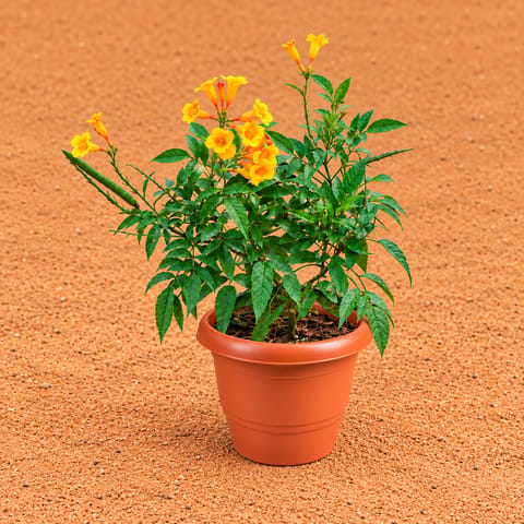 Tecoma Orange in 8 Inch Terracotta Red Classy Plastic Pot