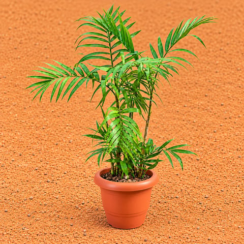 Cane Palm (~2-2.5 Ft) in 8 Inch Terracotta Red Classy Plastic Pot