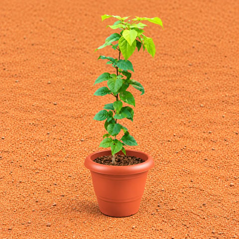 Bel Patra in 8 Inch Terracotta Red Classy Plastic Pot