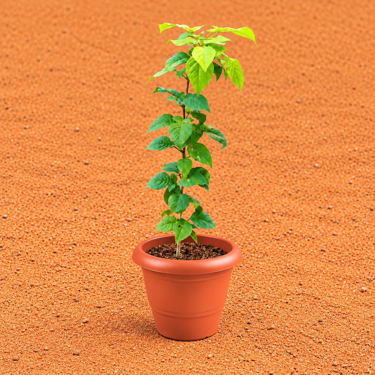 Bel Patra in 8 Inch Terracotta Red Classy Plastic Pot