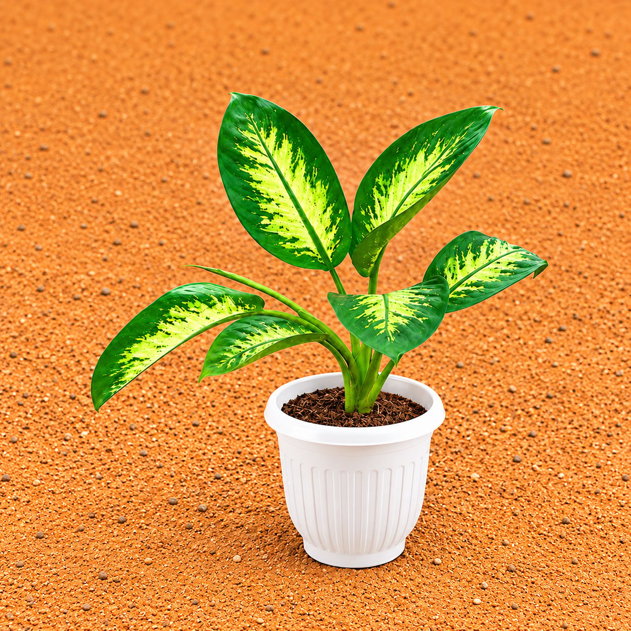 Large Dieffenbachia Seguine (~1.5 ft) in 8 Inch White Olive Plastic Pot