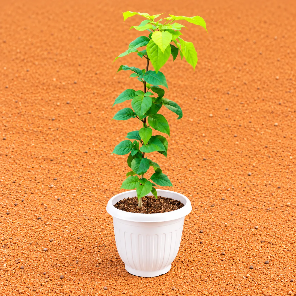 Bel Patra in 8 Inch White Olive Plastic Pot