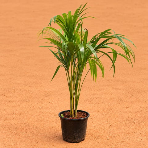 Large Areca Palm ( 2.5- 3 Ft) in 8 Inch Black Nursery Pot