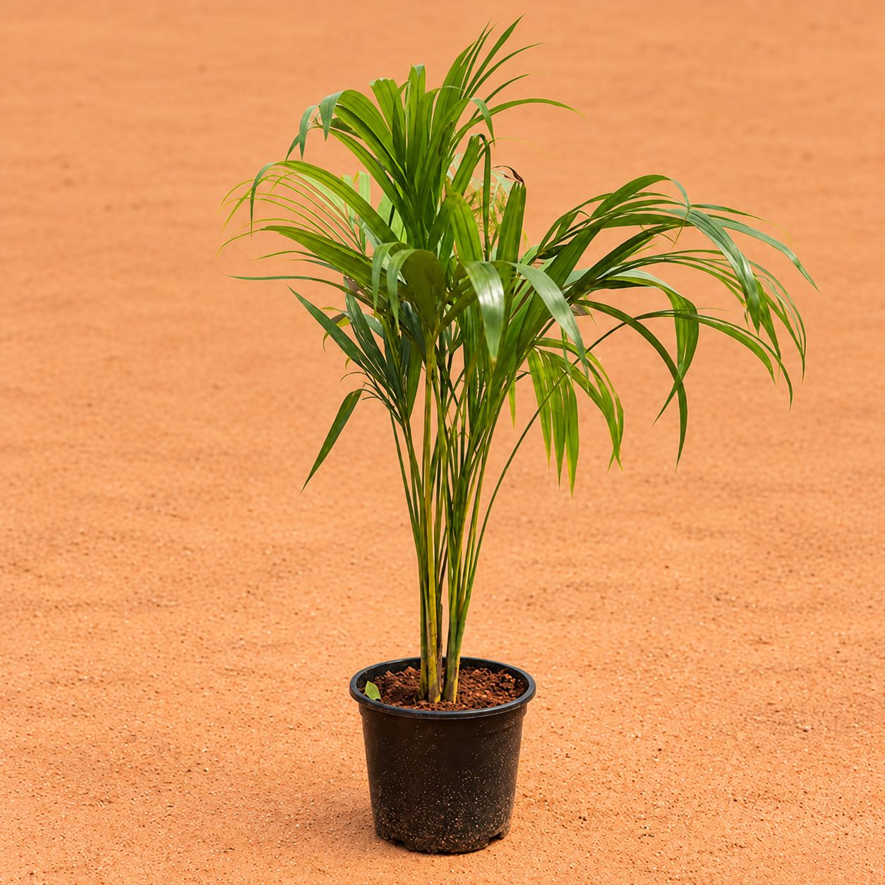 Large Areca Palm ( 2.5- 3 Ft) in 8 Inch Black Nursery Pot