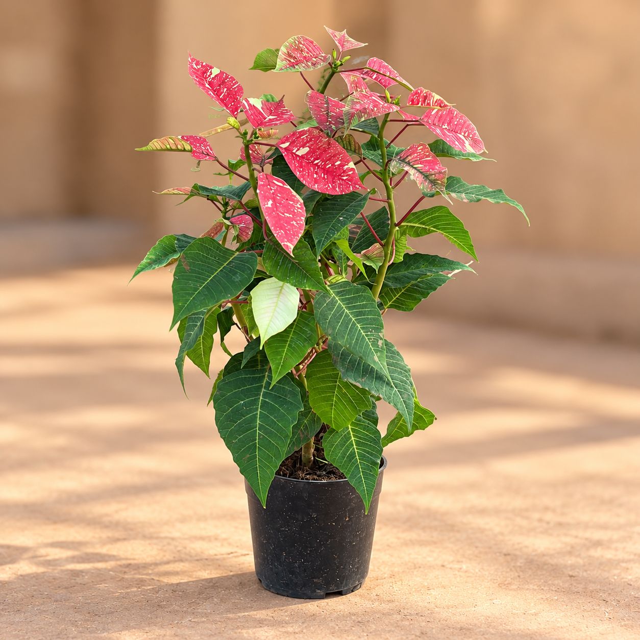 Poinsettia / Christmas Flower Pink in 5 Inch Nursery Pot