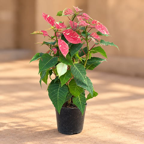 Poinsettia / Christmas Flower Variegated in 5 Inch Nursery Pot