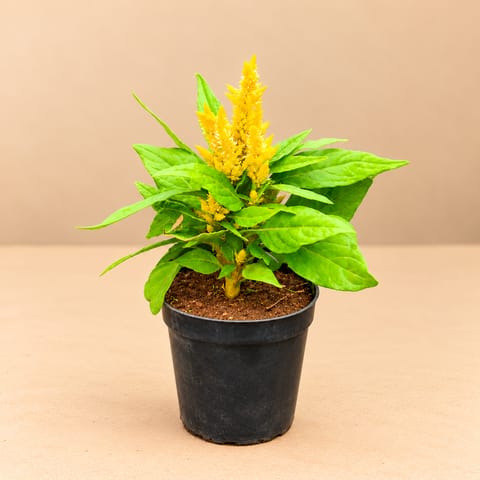 Celosia / Cockscomb (any colour) in 4 Inch Nursery Pot