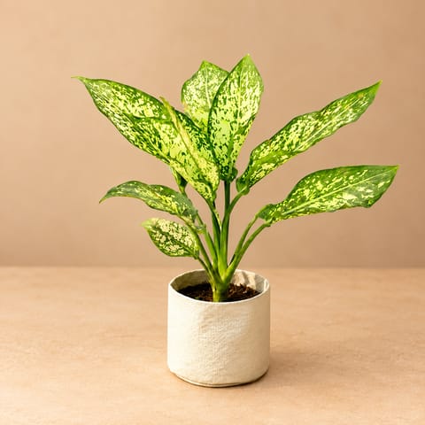 Aglaonema Snow White in 4 Inch Nursery Bag | White Variegation