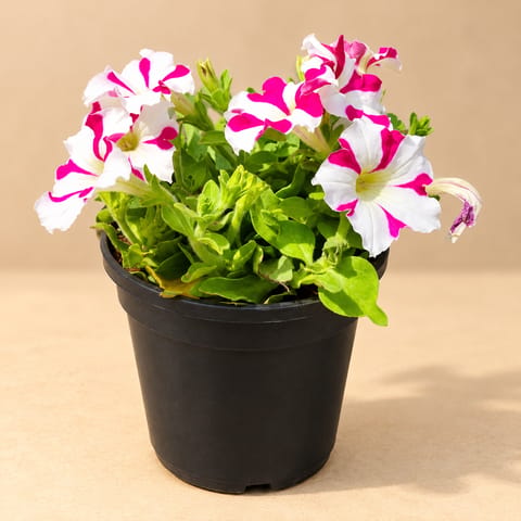 Petunia (Any Colour) in 4 Inch Nursery Pot
