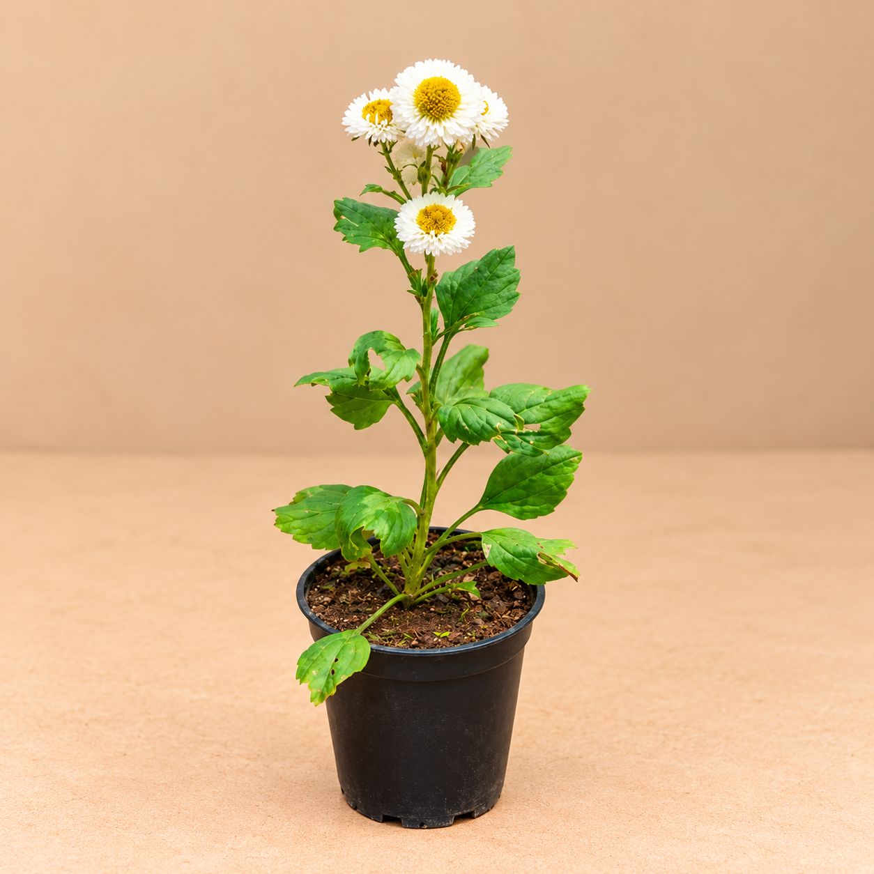 Aster (Any Colour) in 4 Inch Nursery Pot