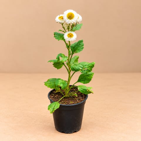 Aster (Any Colour) in 4 Inch Nursery Pot