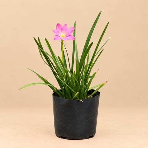 Rain Lily in 4 Inch Nursery Bag