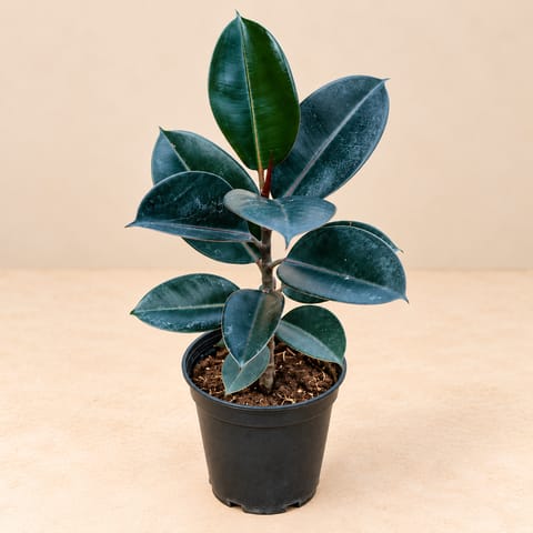 Rubber Black (~1 fT) in 5 Inch Nursery Pot