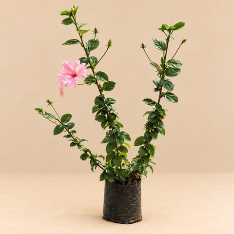 Hibiscus / Gudhal Desi (any colour) in 4 Inch Nursery Bag