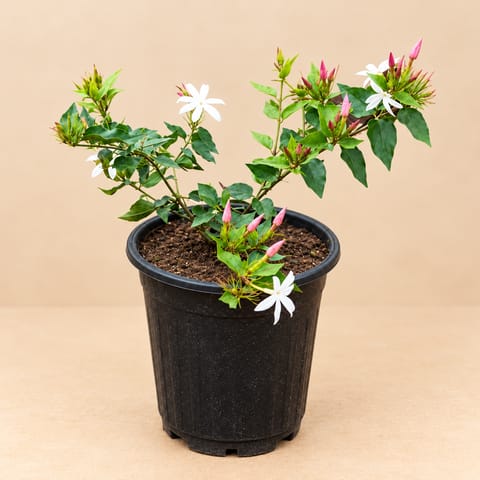 Large Kakda Mallige / Star Jasmine in 6 Inch Black Super Nursery Pot
