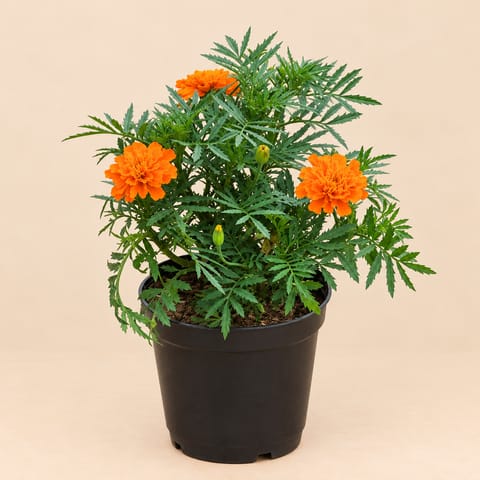 Marigold / Genda ( Any colour ) in 4 Inch Nursery Pot