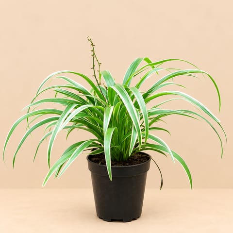 Spider Green in 4 inch Nursery Pot