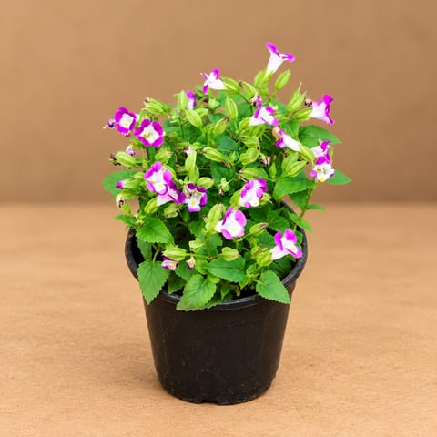 Wishbone / Torenia (Any Colour) in 4 Inch Nursery Pot