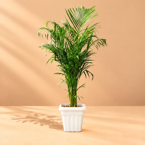 Areca Palm (~ 3 Ft) in 8 Inch White Heavy Square Plastic Pot