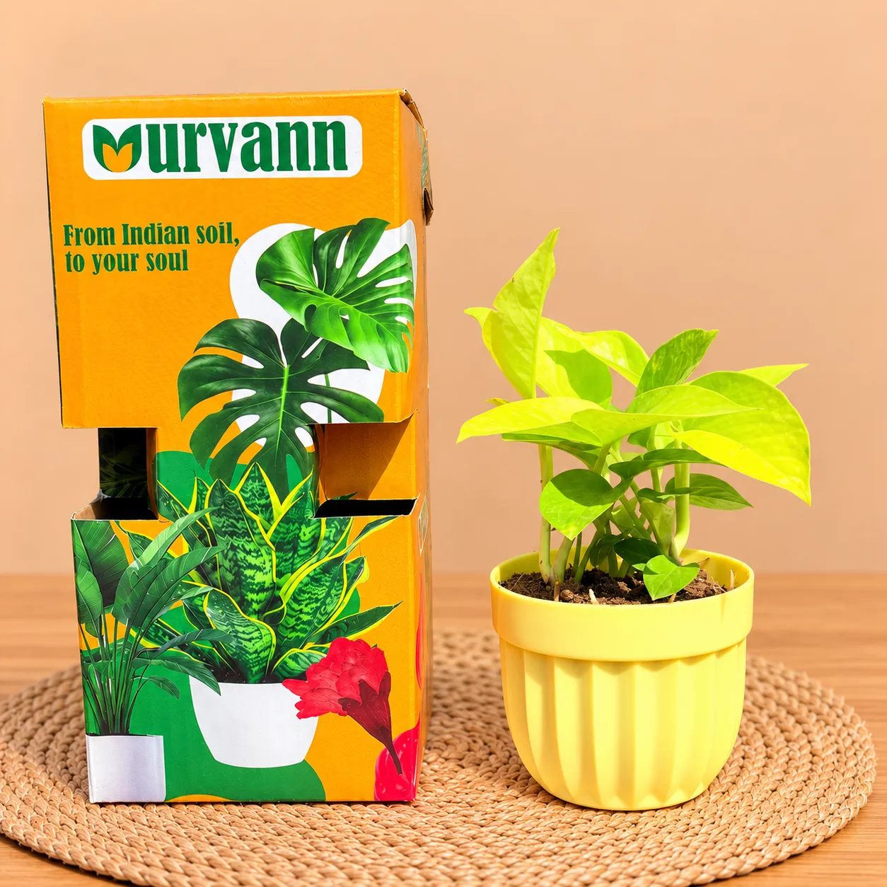 Money Plant Golden In 4 Inch Yellow Italica Plastic Pot - In Premium Gifting Box