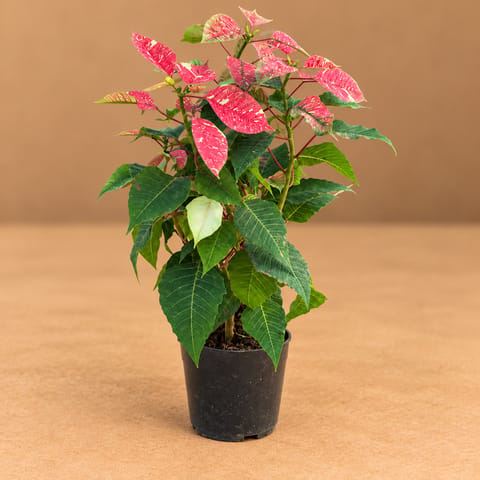 Poinsettia / Christmas Flower Variegated in 5 Inch Nursery Pot