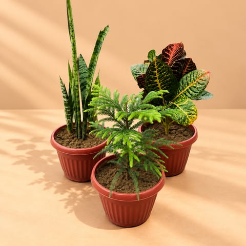Set of 3 - Snake Green, Croton Petra & Araucaria in 8 Inch Terracotta Red Olive Plastic Pot