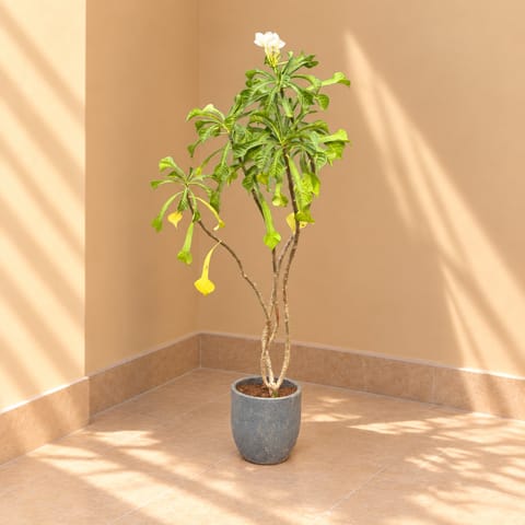 Naag Champa / Plumeria in 10 X 10 Inch Grey Premium Convessa Fiberglass Planter - Durable large size decoratiive fiber pot for indoor outdoor plants with 5 year warranty