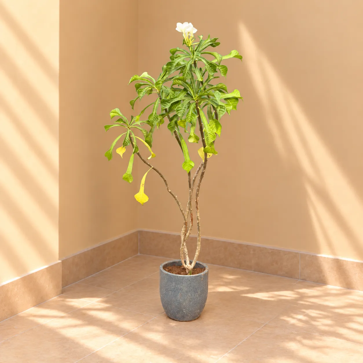 Naag Champa / Plumeria in 10 X 10 Inch Grey Premium Convessa Fiberglass Planter - Durable large size decoratiive fiber pot for indoor outdoor plants with 5 year warranty