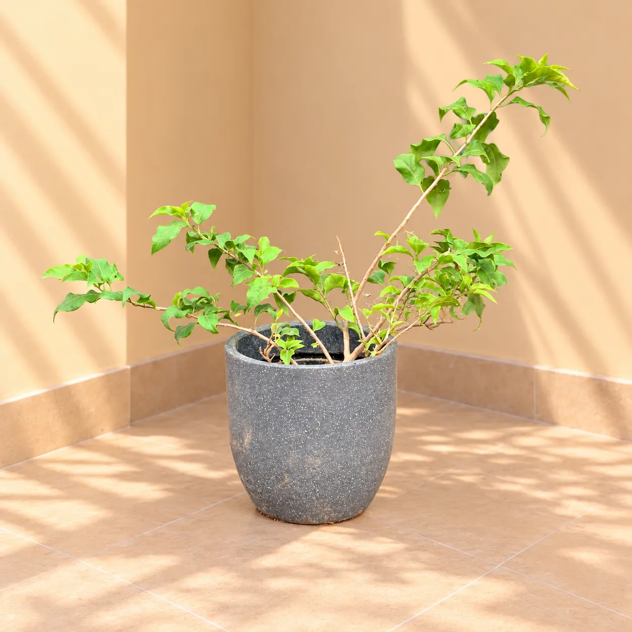 Bougainvillea (any colour) in 10 X 10 Inch Grey Premium Convessa Fiberglass Planter - Durable large size decoratiive fiber pot for indoor outdoor plants with 5 year warranty