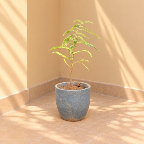 Amla in 10 X 10 Inch Grey Premium Convessa Fiberglass Planter - Durable large size decoratiive fiber pot for indoor outdoor plants with 5 year warranty