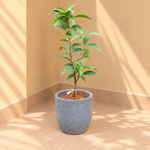Grafted Aam / Mango All Time in 10 X 10 Inch Grey Premium Convessa Fiberglass Planter - Durable large size decoratiive fiber pot for indoor outdoor plants with 5 year warranty