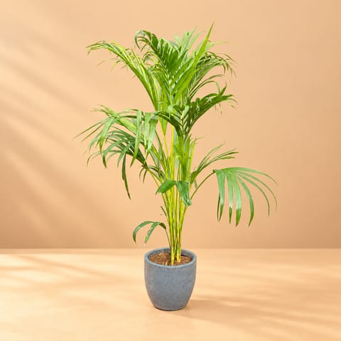 Areca Palm in 10 X 10 Inch Grey Premium Convessa Fiberglass Planter - Durable large size decoratiive fiber pot for indoor outdoor plants with 5 year warranty
