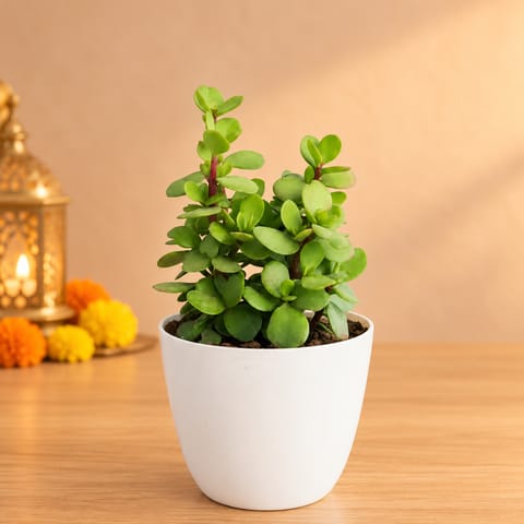 Lucky for Wealth Jade in 4 Inch White Premium Orchid Round Plastic Pot