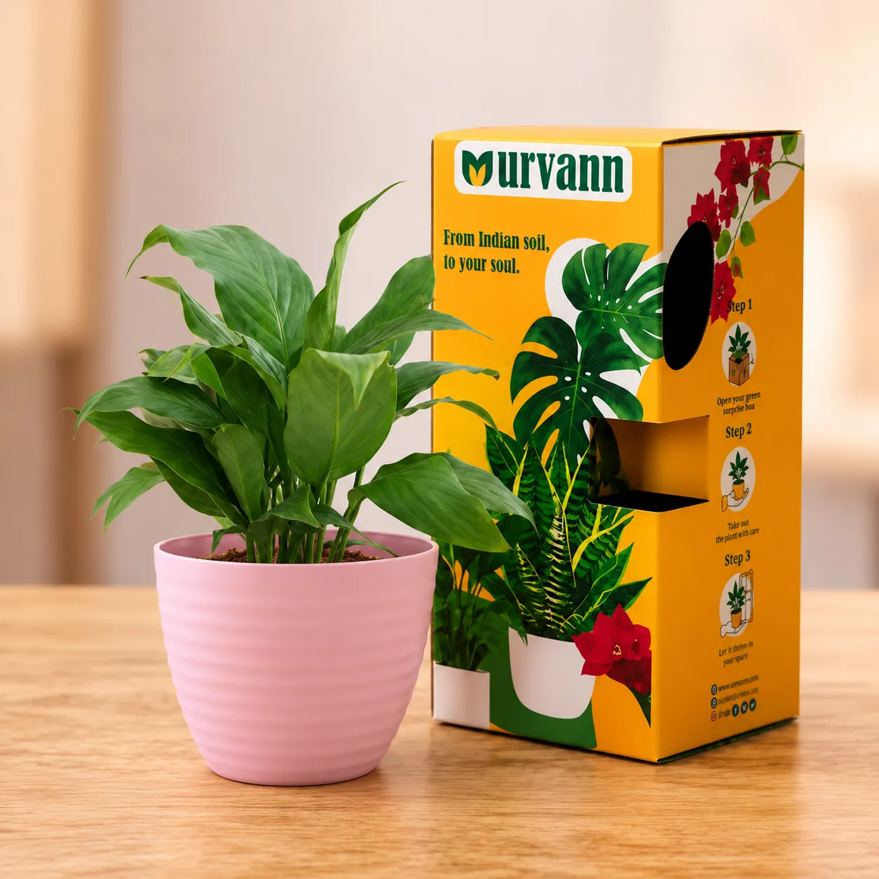 Gift Ready - Peace Lily in 5 Inch Candy-Blush Pink Avora Premium Plastic Planter in Premium Gifting Box