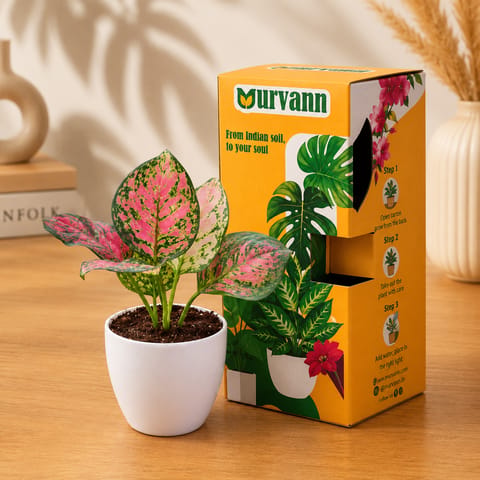 Aglaonema Pink in 4 Inch White Premium Orchid Round Plastic Pot In Premium Gifting Box