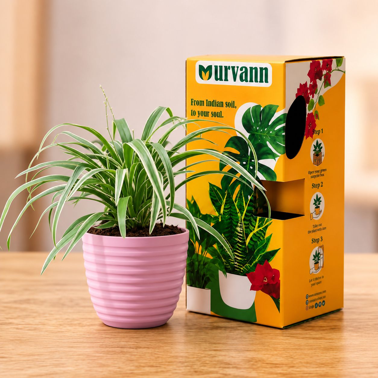 Gift Ready - Spider Green in 5 Inch Candy-Blush Pink Avora Premium Plastic Planter in Premium Gifting Box