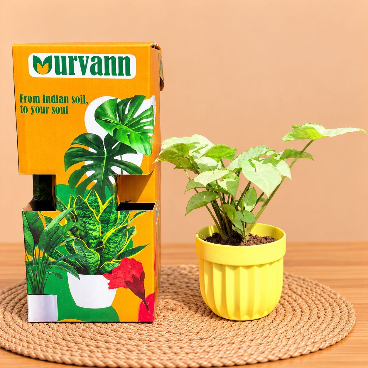 Syngonium White In 4 Inch Yellow Italica Plastic Pot - In Premium Gifting Box