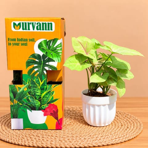 Syngonium Bronze In 4 Inch White Italica Plastic Pot - In Premium Gifting Box