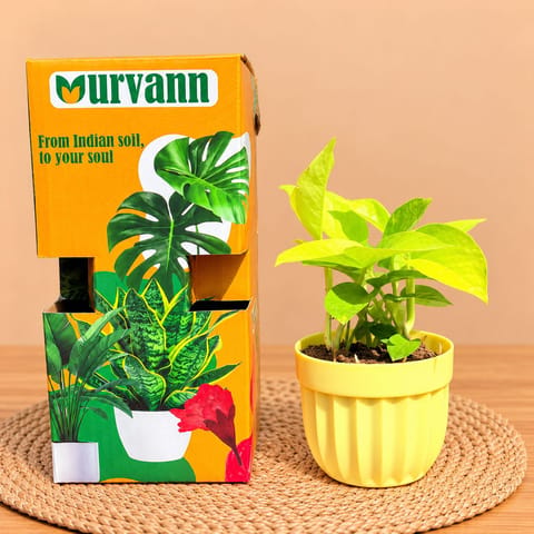 Money Plant Golden In 4 Inch Yellow Italica Plastic Pot - In Premium Gifting Box