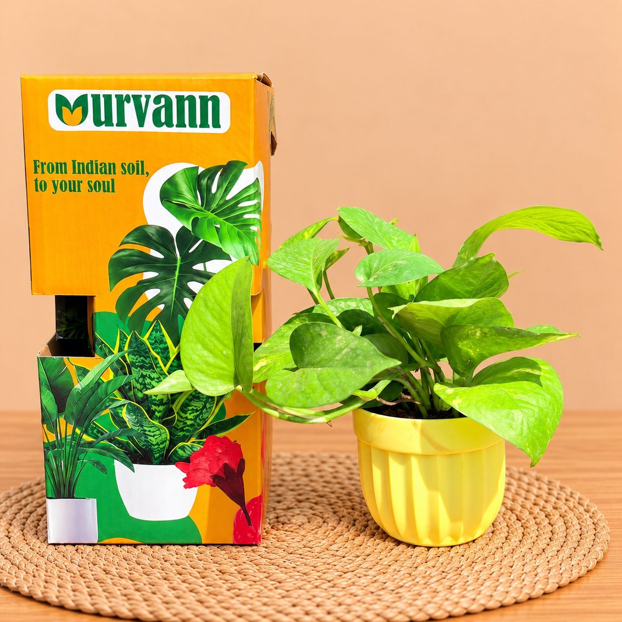 Money Plant Green In 4 Inch Yellow Italica Plastic Pot - In Premium Gifting Box
